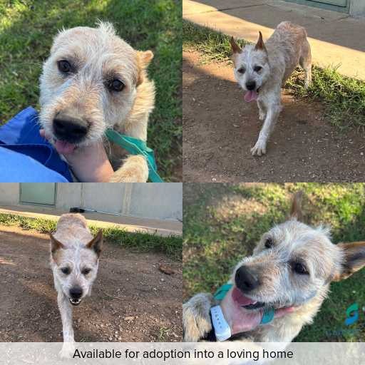 Photo of dog with ID of : D260312.