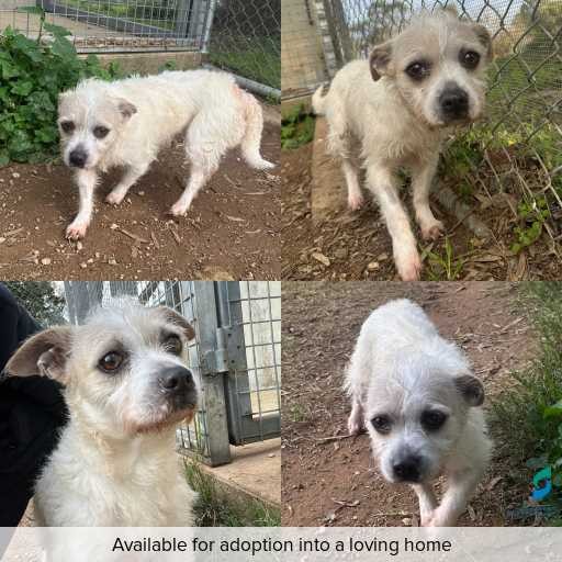 Photo of dog with ID of : D260314.