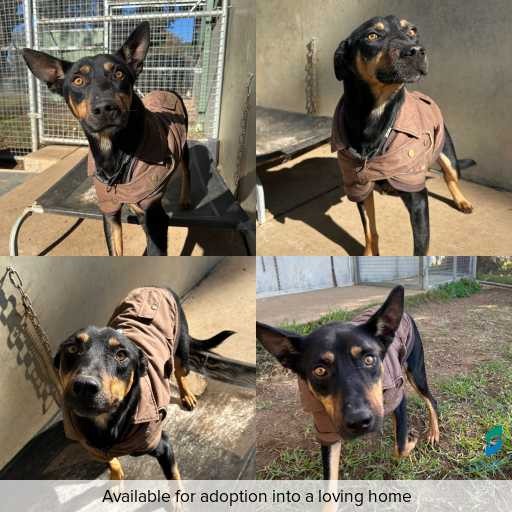 Photo of dog with ID of : D260315.