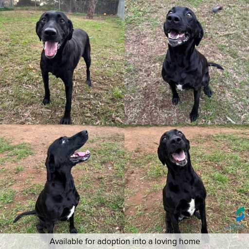 Photo of dog with ID of : D260320.