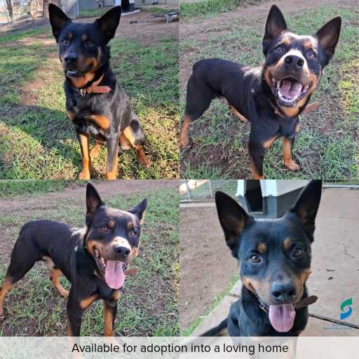 Photo of dog with ID of : D260359.