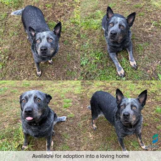 Photo of dog with ID of : D260383.