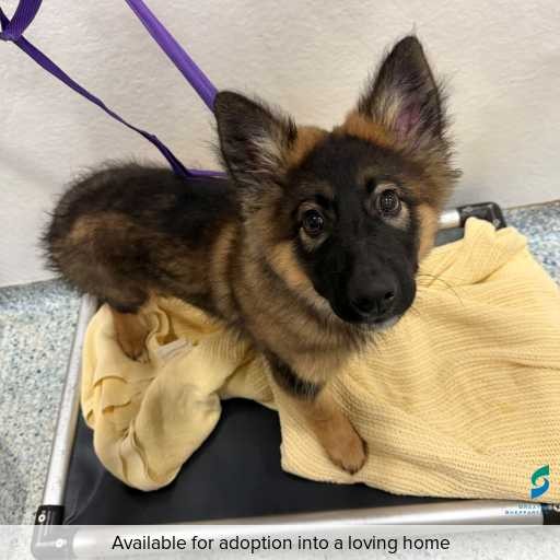 Photo of dog with ID of : D260403.
