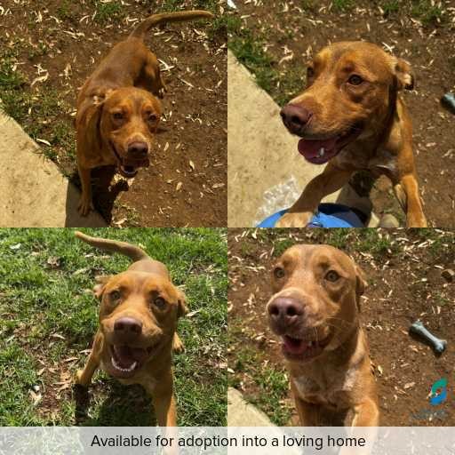 Photo of dog with ID of : D260425.