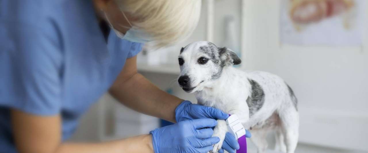close-up-veterinarian-taking-care-dog-sm