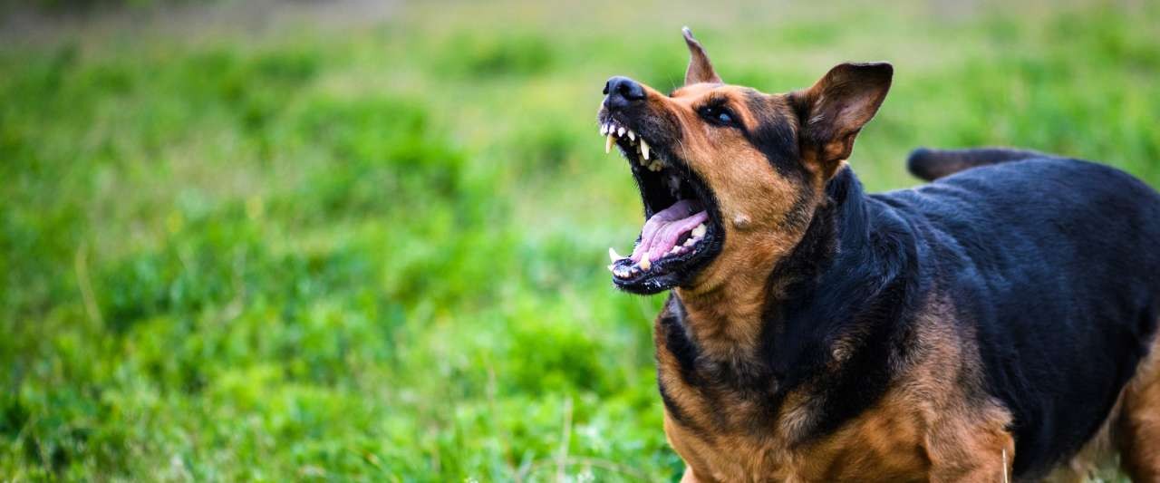 angry-dog-sm