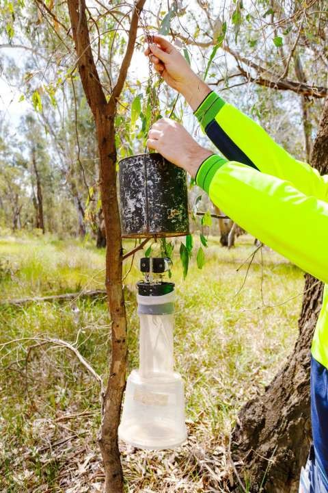 Adult mosquito trapping.