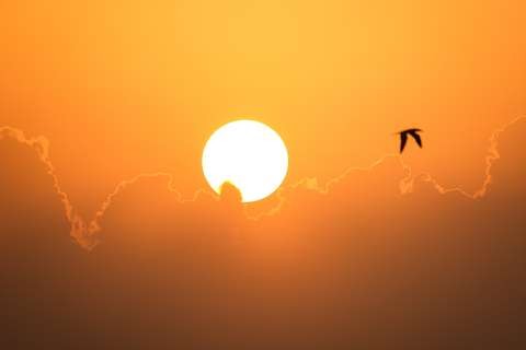 Orange sunset with bird flying past the sun.