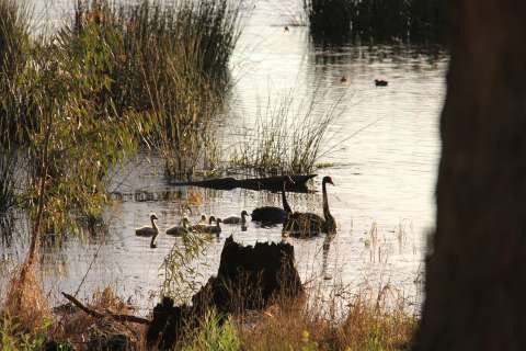 Swan with babies