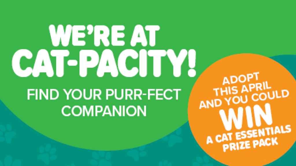 Cover graphic for April is Cat Adoption Month