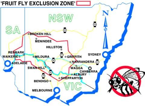 FRUIT FLY MAP