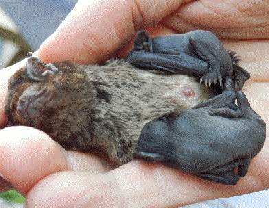 bat1