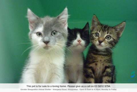 Kittens 2015