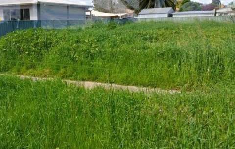 Long grass