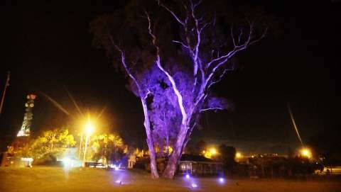purple tree monash park