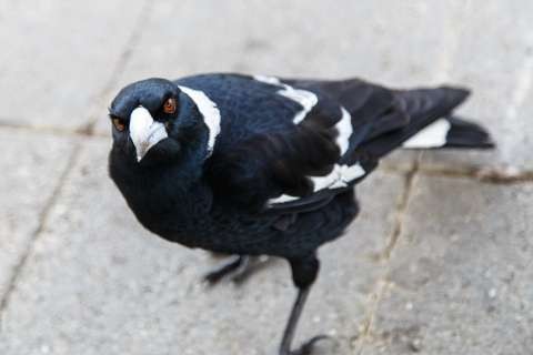magpie-20150730-7156