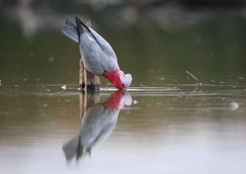 Galah-0085