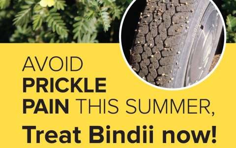 bindii