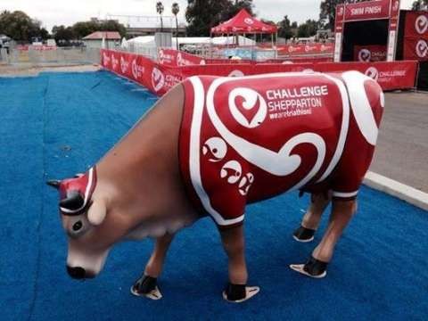 challenge cow