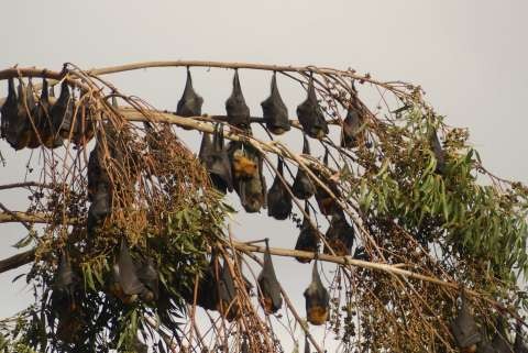 Flying Fox