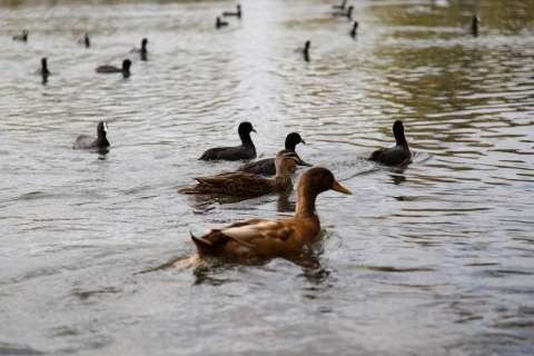 River Connect Lake-20150318-4430