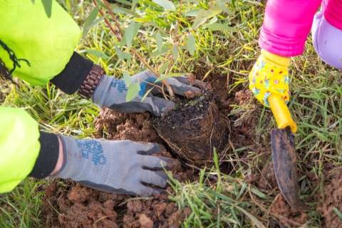 One Tree Per Child - 20160627 - 3789