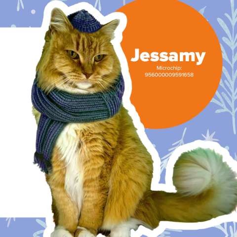 Winter Snuggles Pet Adoption FB Tiles 4up2