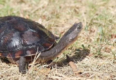 Eastern Long-necked Turtle