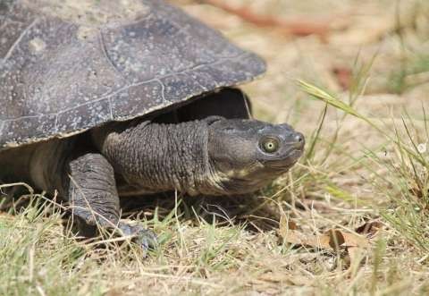 Murray Short-necked Turtle