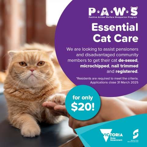 Paws - Webtile 01