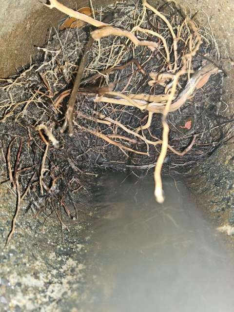 tree root ball