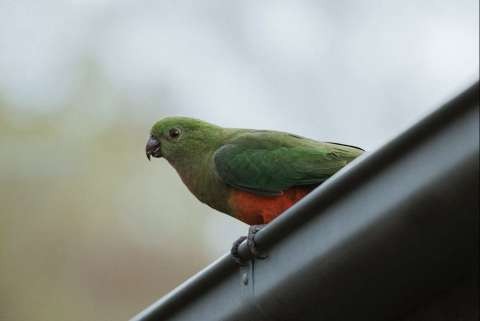 Australian King Parrot (Alisterus scapularis)