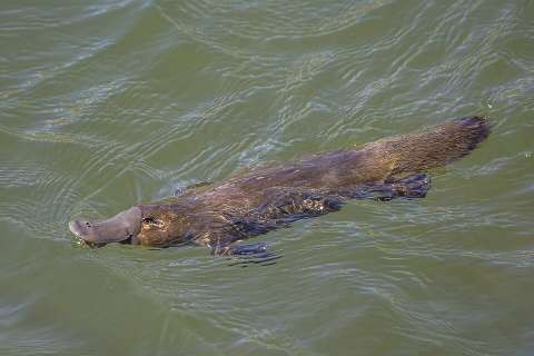 Duck-billed platypus