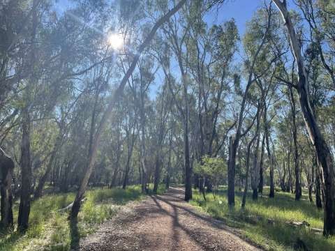 Boulevard Bush Reserve walking path and surrounding trees